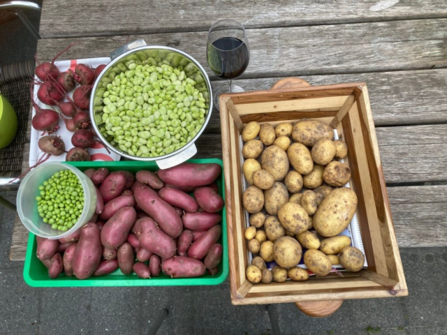 Opbrengst moestuin