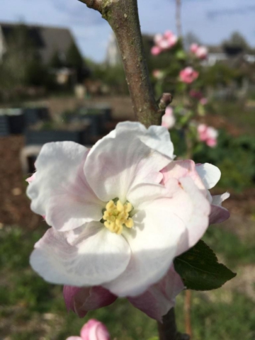 Appelbloesem