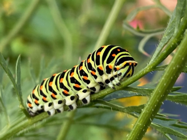 Rups Koninginnenpage