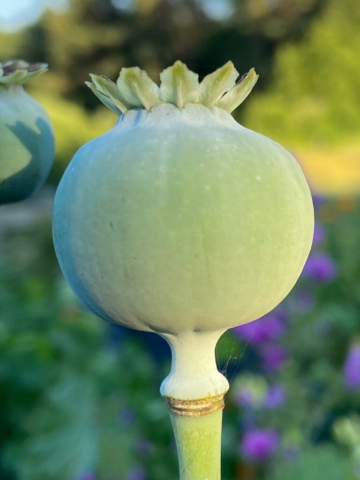 Papaver