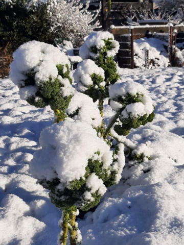 Sneeuw op de laatste boerenkool. Foto: Roel de Graaf