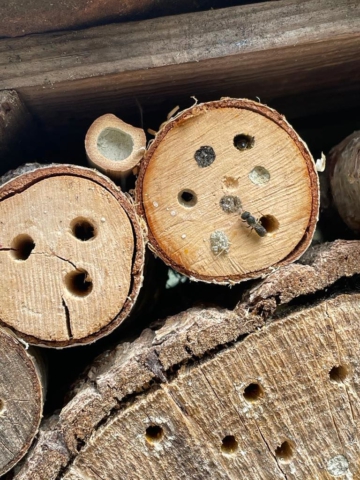 Insectenhotel detail