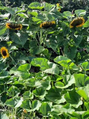 Patisson en Zonnebloem