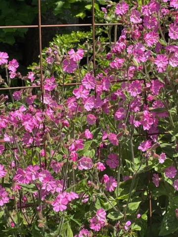 Dagkoekoeksbloemen. Foto: Saar Binnema