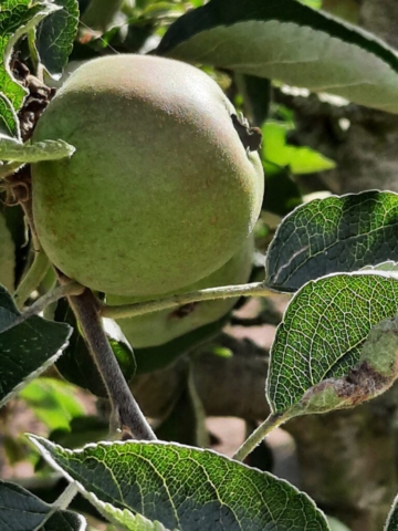Appel