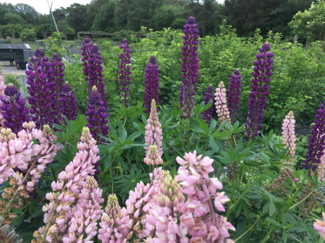 Lupine, Foto Jaap & Astrid