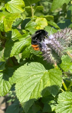 Weidehommel op phacelia. Foto: Saar Binnema