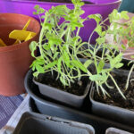 Voorgezaaide tomatenplantjes. Foto: Dorine Rosier