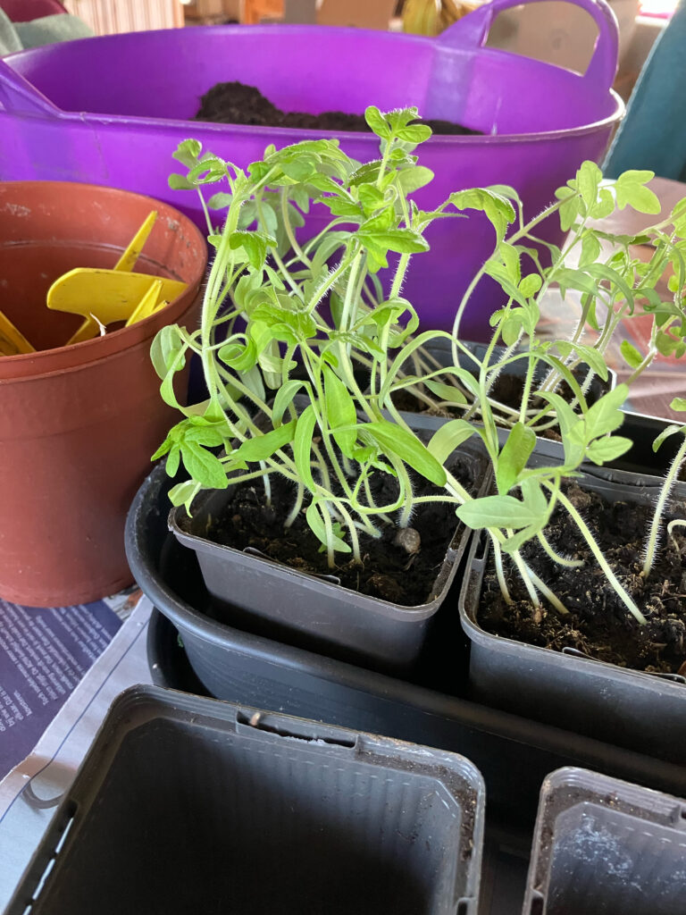 Voorgezaaide tomatenplantjes. Foto: Dorine Rosier